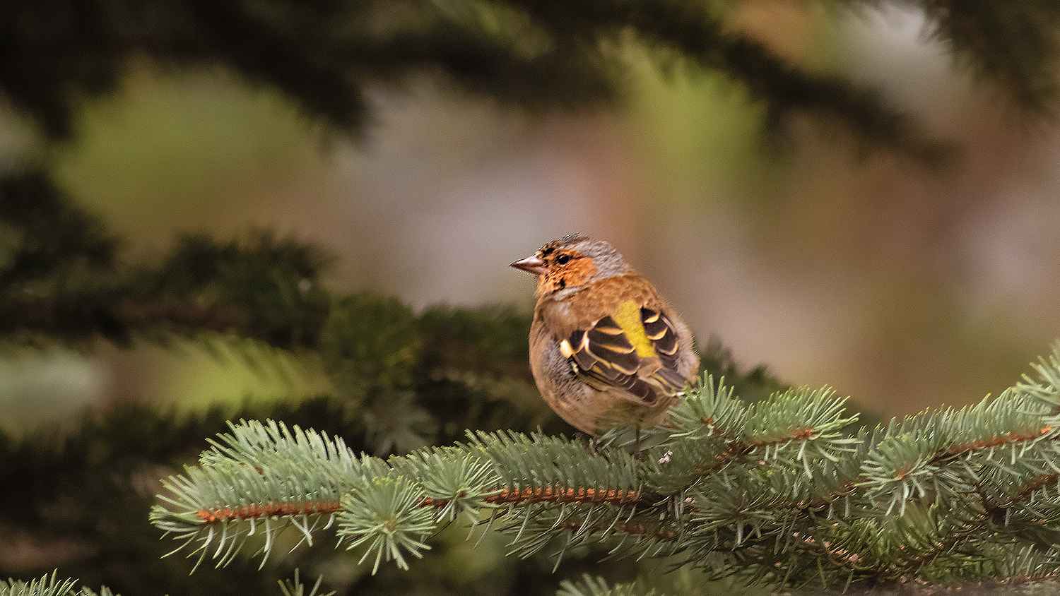 Common Chaffinch